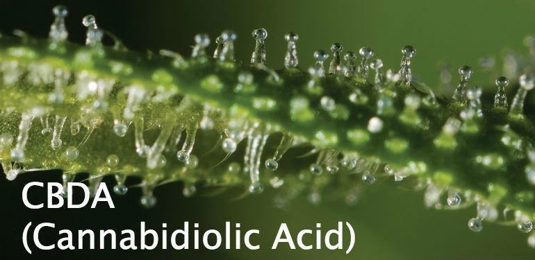 CBDa (Cannabidiolic Acid)