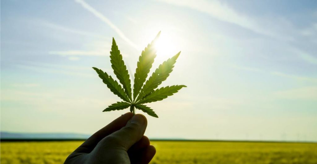 Bright future of Cannabis